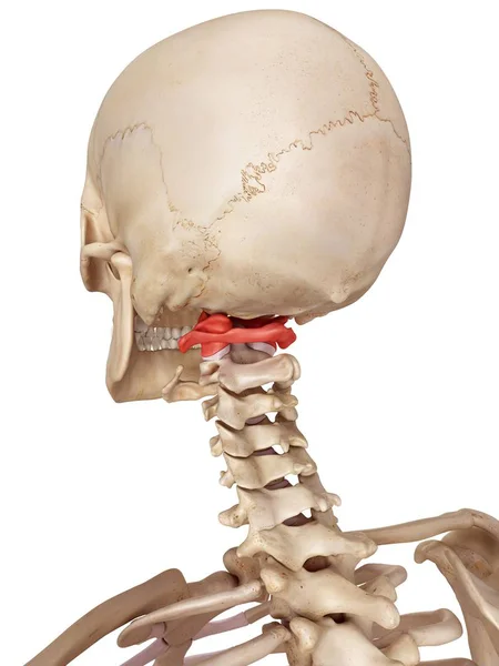 Human atlas bone — Stock Photo, Image