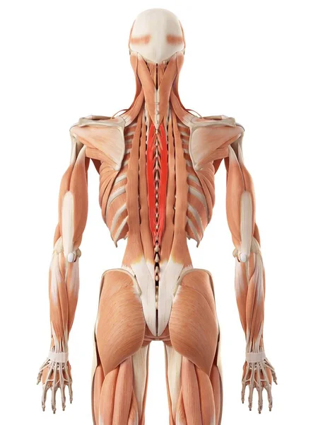 Anatomie des muscles du dos humain — Photo