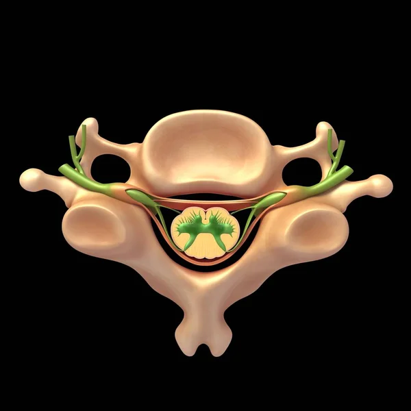 Vertebra e anatomia espinhal — Fotografia de Stock