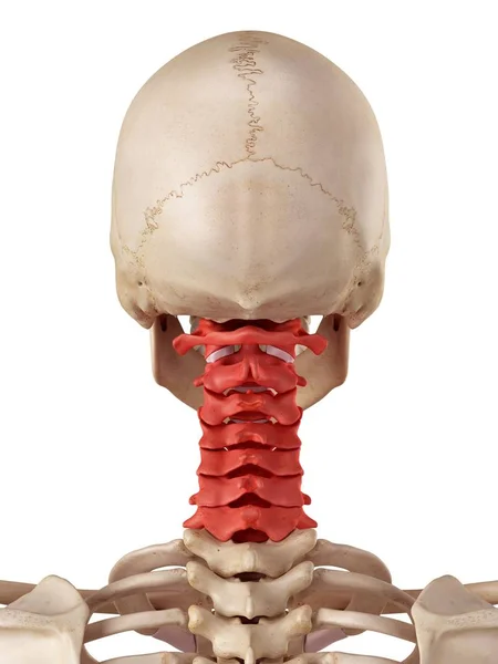 Menselijke cervicale wervelkolom — Stockfoto