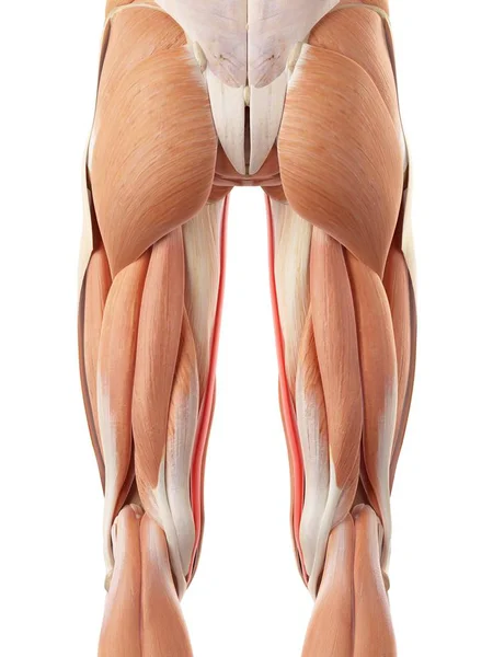 Musculatura de la pierna humana — Foto de Stock