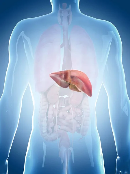 Fígado normal e sistema digestivo — Fotografia de Stock