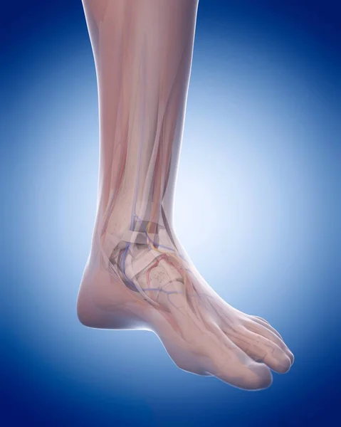 Human leg structural anatomy — Stock Photo, Image