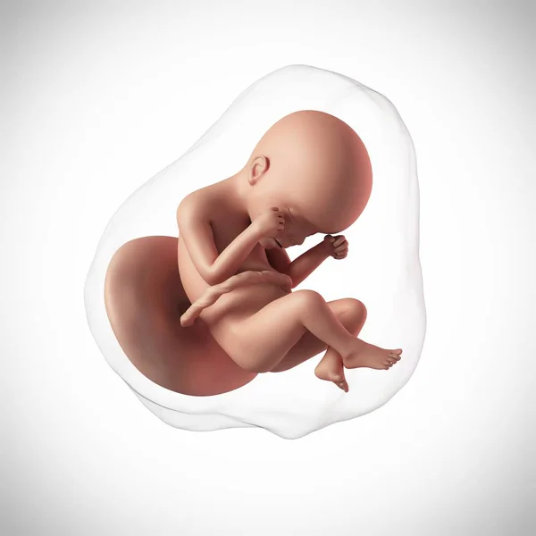 Human fetus age 24 weeks — Stock Photo, Image