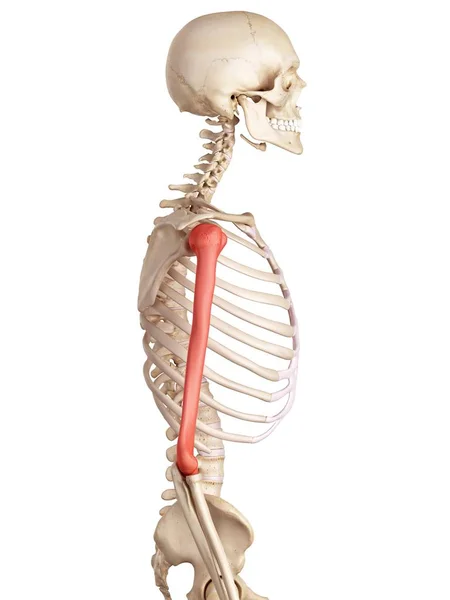 Menschliche Oberarmknochen — Stockfoto
