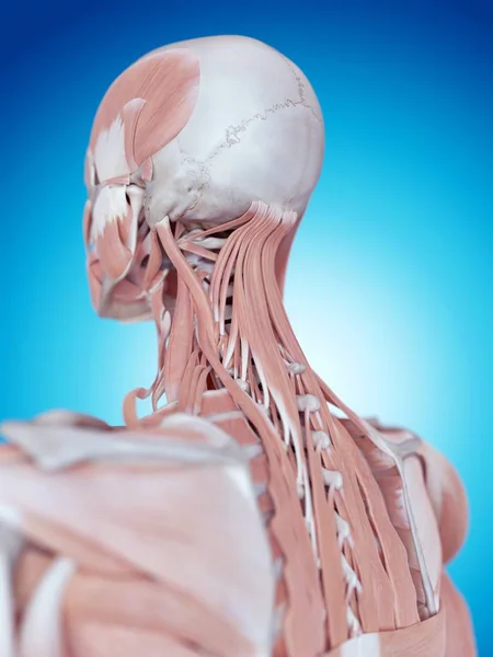 Struktury mięśni szyi — Zdjęcie stockowe