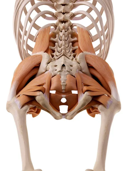 Estrutura muscular do quadril humano — Fotografia de Stock