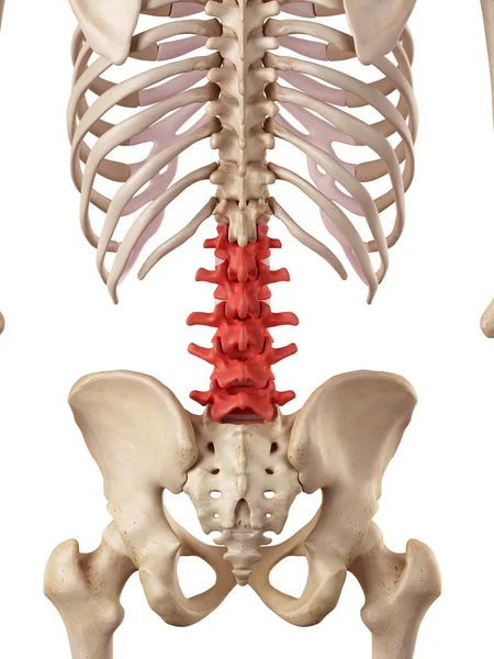 Struttura della colonna vertebrale lombare — Foto Stock