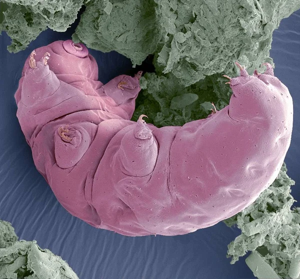 Micrograf Electronic Scanare Colorată Sem Unui Tardigrad Macrobiotus Sau Urs — Fotografie, imagine de stoc