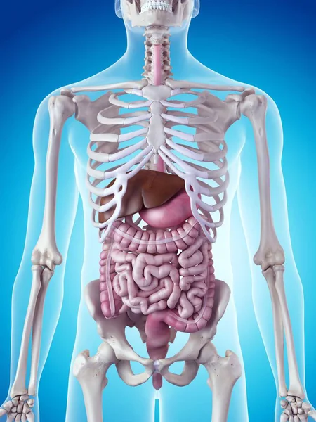 Órgãos internos e sistema esquelético — Fotografia de Stock