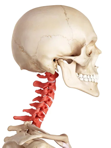 Mänskliga cervikala ryggraden struktur — Stockfoto