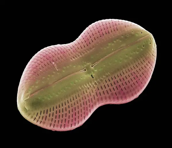 Planktonních jednobuněčných alga Diploneis sp. — Stock fotografie