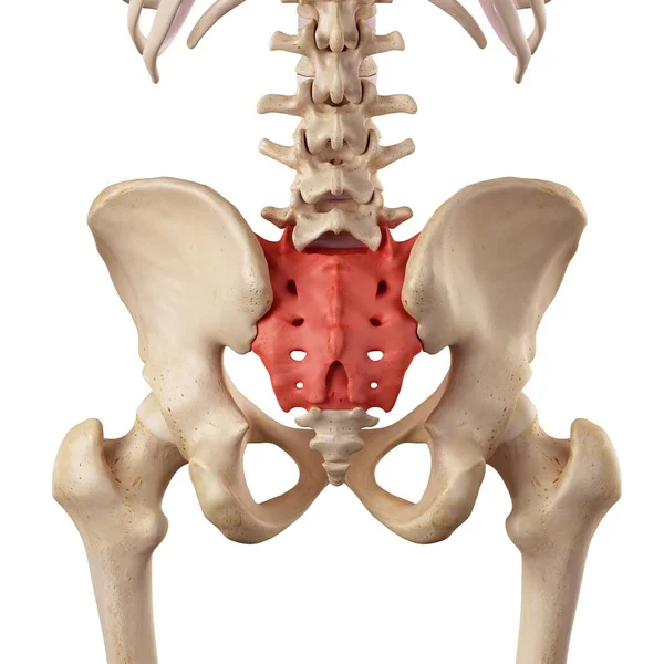 Kreuzbein und Beckengürtel — Stockfoto