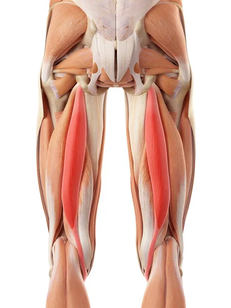 Задние бедренные и ягодичные мышцы — стоковое фото