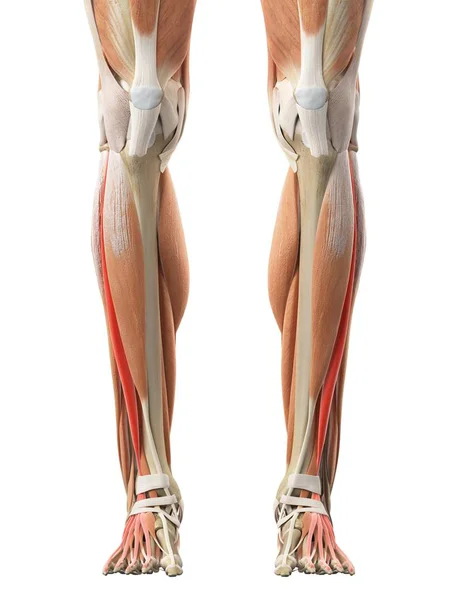 Músculos anteriores da perna inferior — Fotografia de Stock
