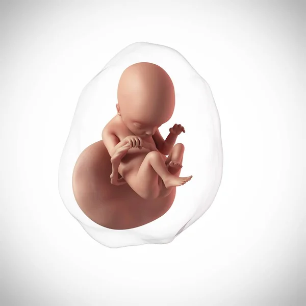 Menselijke foetus leeftijd 18 weken — Stockfoto