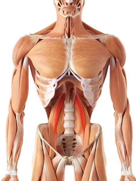 Οπίσθιο musculature της πυελικής περιοχής — Φωτογραφία Αρχείου