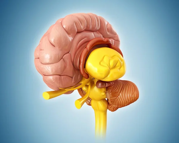 건강 한 인간의 뇌 — 스톡 사진