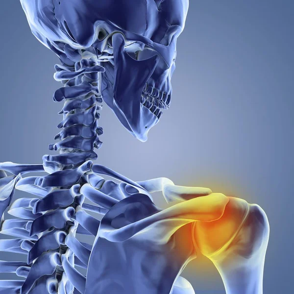 Bones of the neck and shoulder — Stock Photo, Image