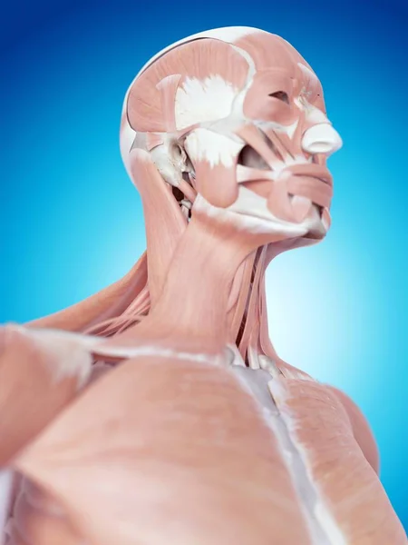 Neck musculature and structural anatomy — Stock Photo, Image