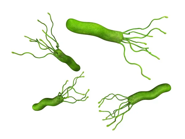 Helicobacter pyloris bacteria — Stock Photo, Image