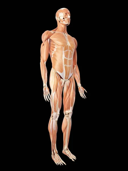 Мышечная система и анатомия человека — стоковое фото