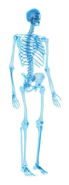 Lidské kostry struktura — Stock fotografie