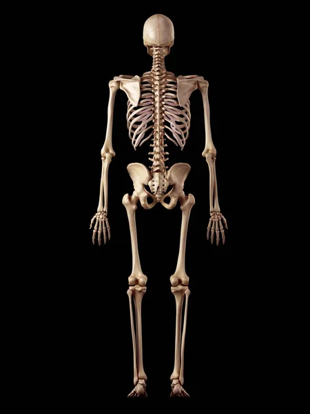 Human skeletal structure — Stock Photo, Image