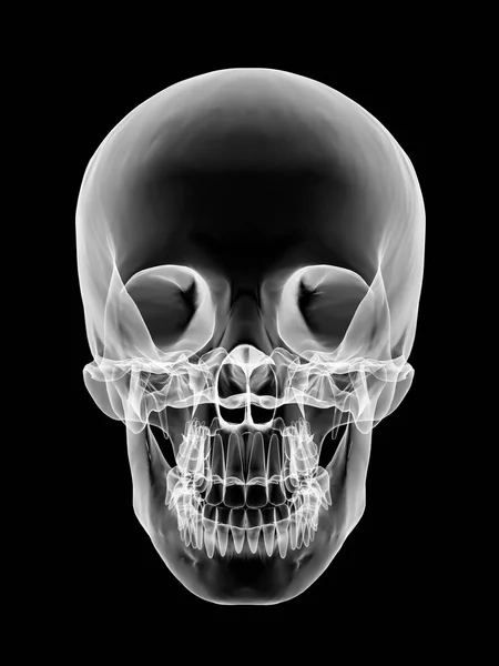 Struktury czaszki człowieka — Zdjęcie stockowe