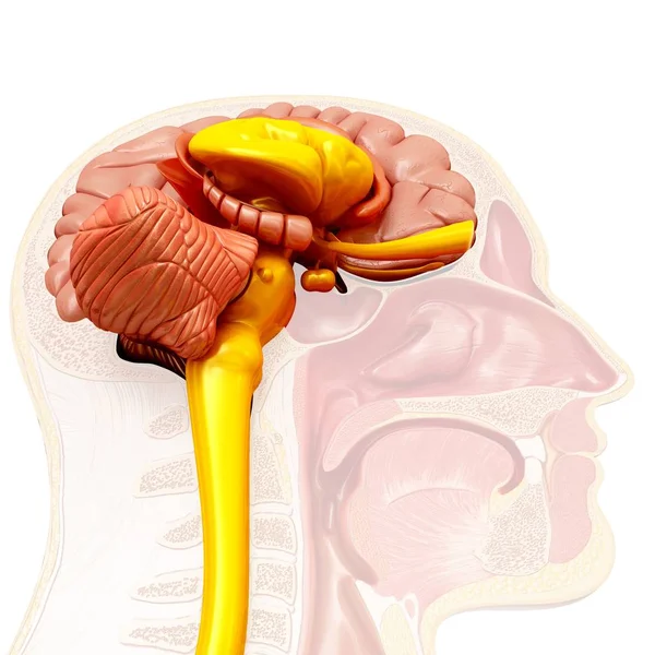 Ανατομία του ανθρώπινου εγκεφάλου, εικονογράφηση — Φωτογραφία Αρχείου