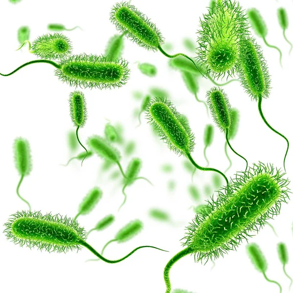 E. coli struttura batterica — Foto Stock