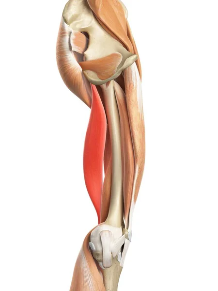 人的大腿肌肉 — 图库照片