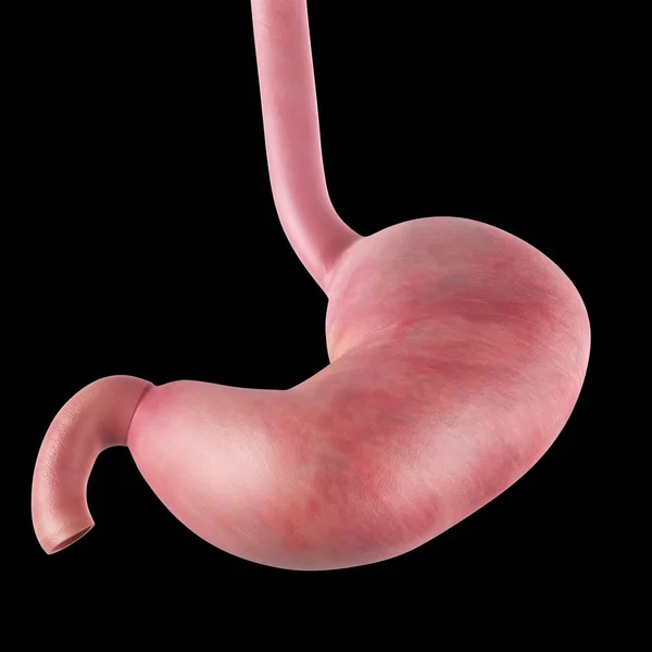 Estómago humano y esófago —  Fotos de Stock