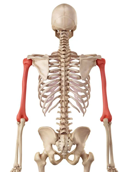 Menselijke opperarmbeen botten structuur — Stockfoto