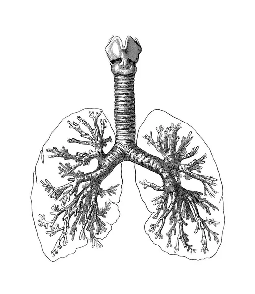 Płuc anatomii i fizjologii — Zdjęcie stockowe