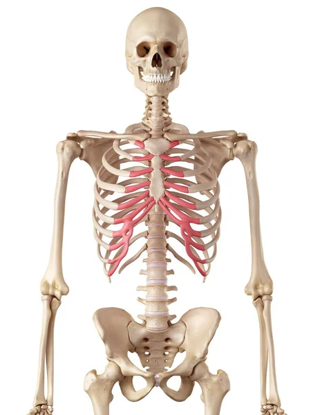 人間肋骨肋軟骨 — ストック写真