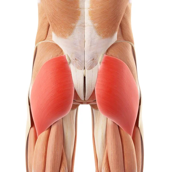 Músculos das nádegas humanas — Fotografia de Stock