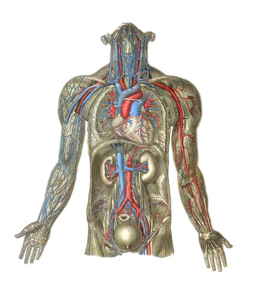 Anatomía estructural humana — Foto de Stock