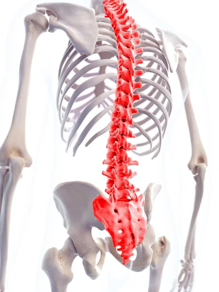 Pain localized in spine vertebrae — Stock Photo, Image