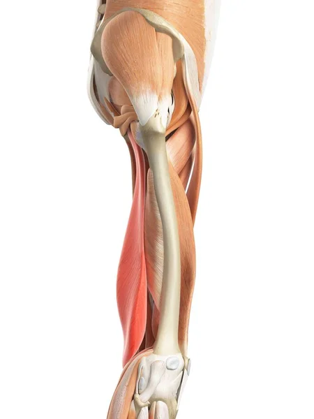 Human thigh musculature — Stock Photo, Image
