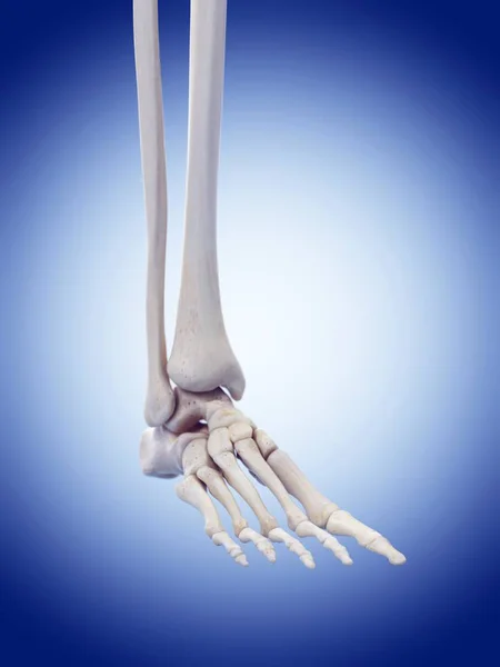 人类足部骨骼解剖学 — 图库照片