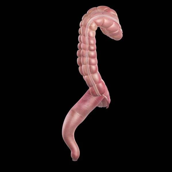 Intestino Grande Humano — Fotografia de Stock