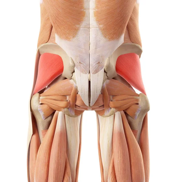 Muscoli glutei umani — Foto Stock