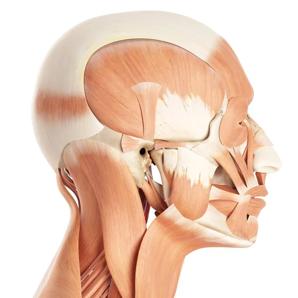 Menschliche Gesichtsmuskeln — Stockfoto