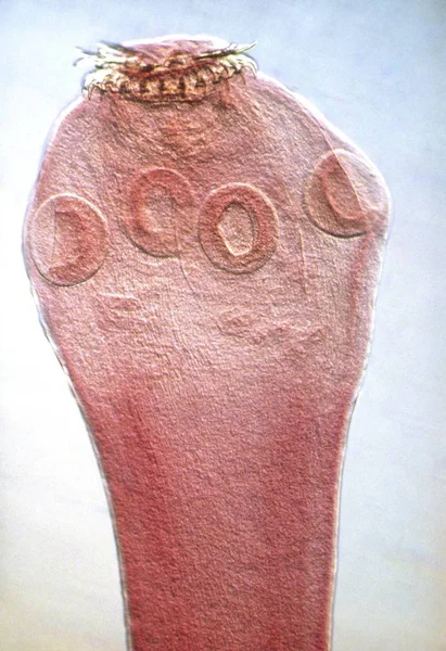 Verme parasita Taenia pisiformis — Fotografia de Stock