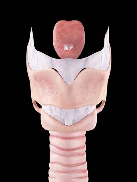 Anatomia człowieka krtani — Zdjęcie stockowe