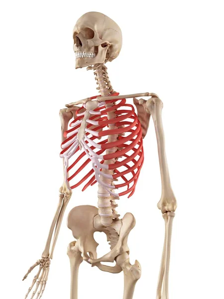 Anatomia della gabbia toracica umana — Foto Stock