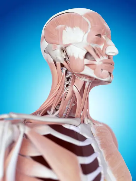 Cuello humano y músculos faciales —  Fotos de Stock