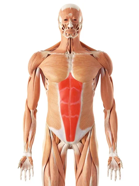 Ludzkie mięśnie brzucha — Zdjęcie stockowe