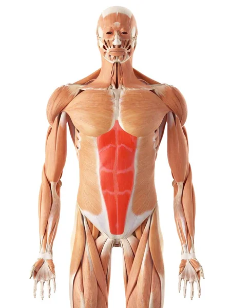 Musculatura abdominal humana — Fotografia de Stock